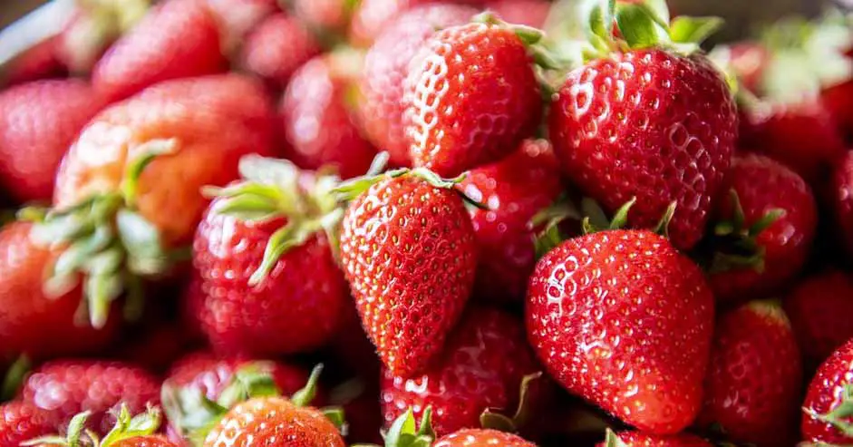 Fresh strawberries can be really tempting to eat right away without washing.