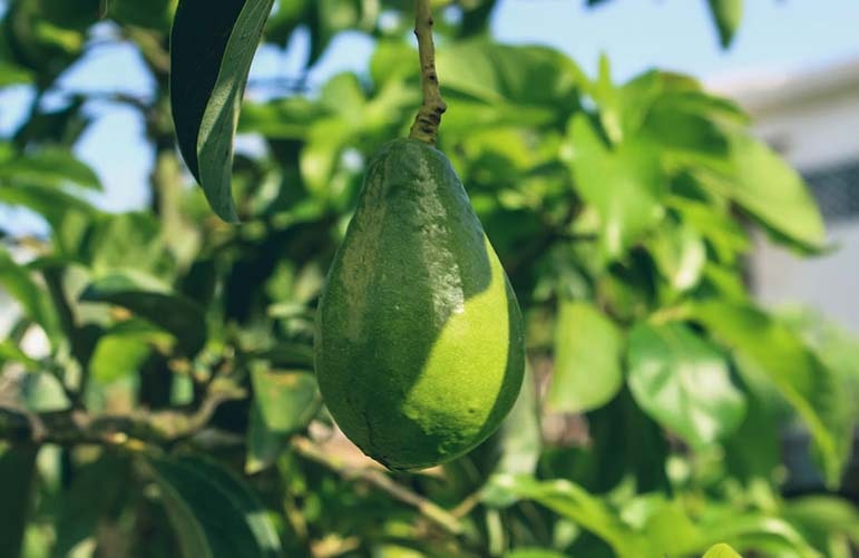 Avocado farming is not quite as easy as you might think!