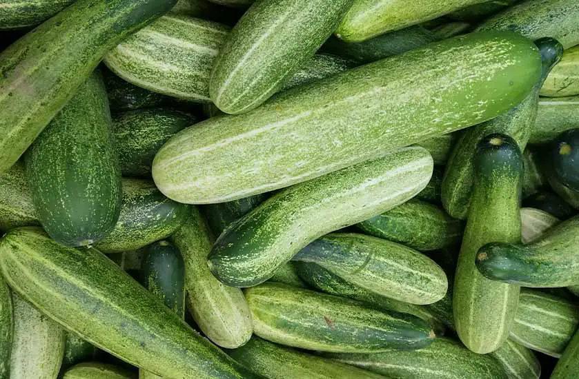 Cucumbers are among the vegetables that are consumed raw the most across many different cultures.