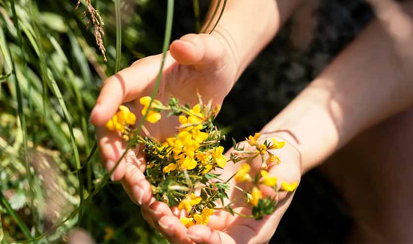 Despite popular belief, homegrown herbs do need a little bit of care in order to grow properly.