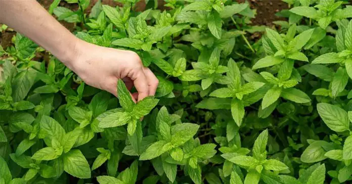 How To Start Your Own Medicinal Herb Garden - A Quick Guide