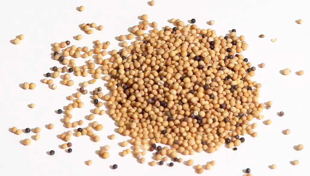 And here is what mustard seeds look like - you might have already seen them mixed in in some types of prepared mustard.