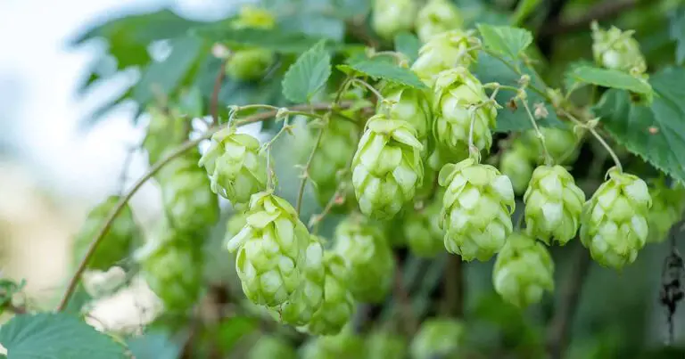 5 More Surprising Uses of The Common Hop - Did You Know?