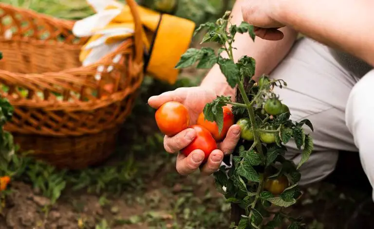 Vegetables To Plant Together - Companion Planting Basics