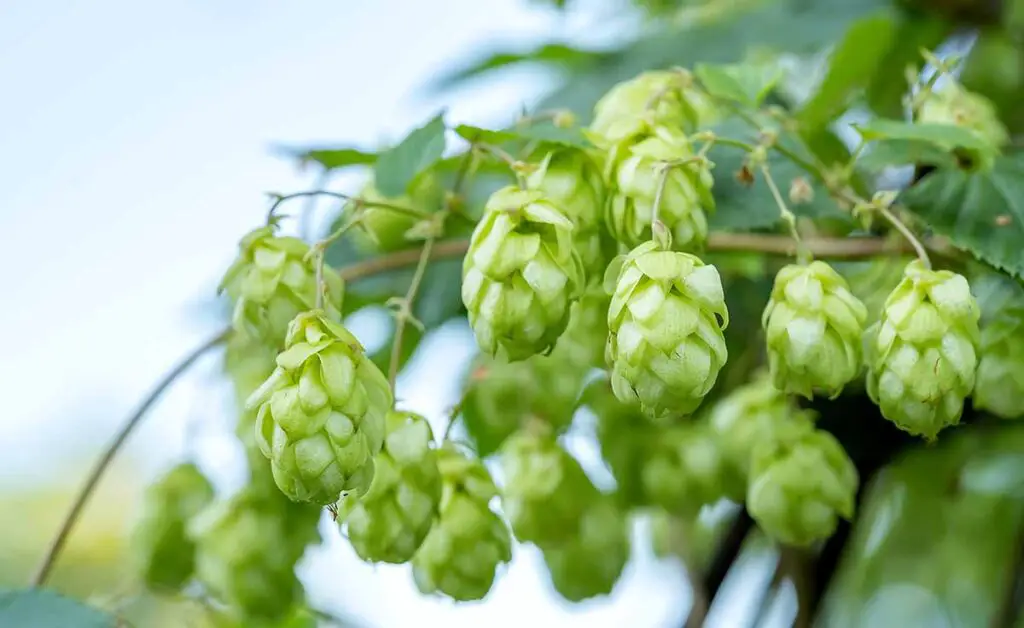 Common hop growing outdoors in the wild.