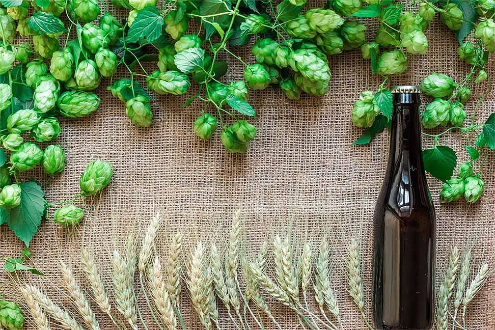 The most common uses of hops.